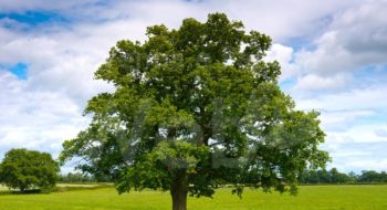 come-parlano-alberi-significato-simbolico-1